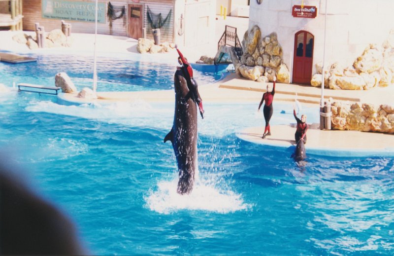 009-The dolphin show.jpg